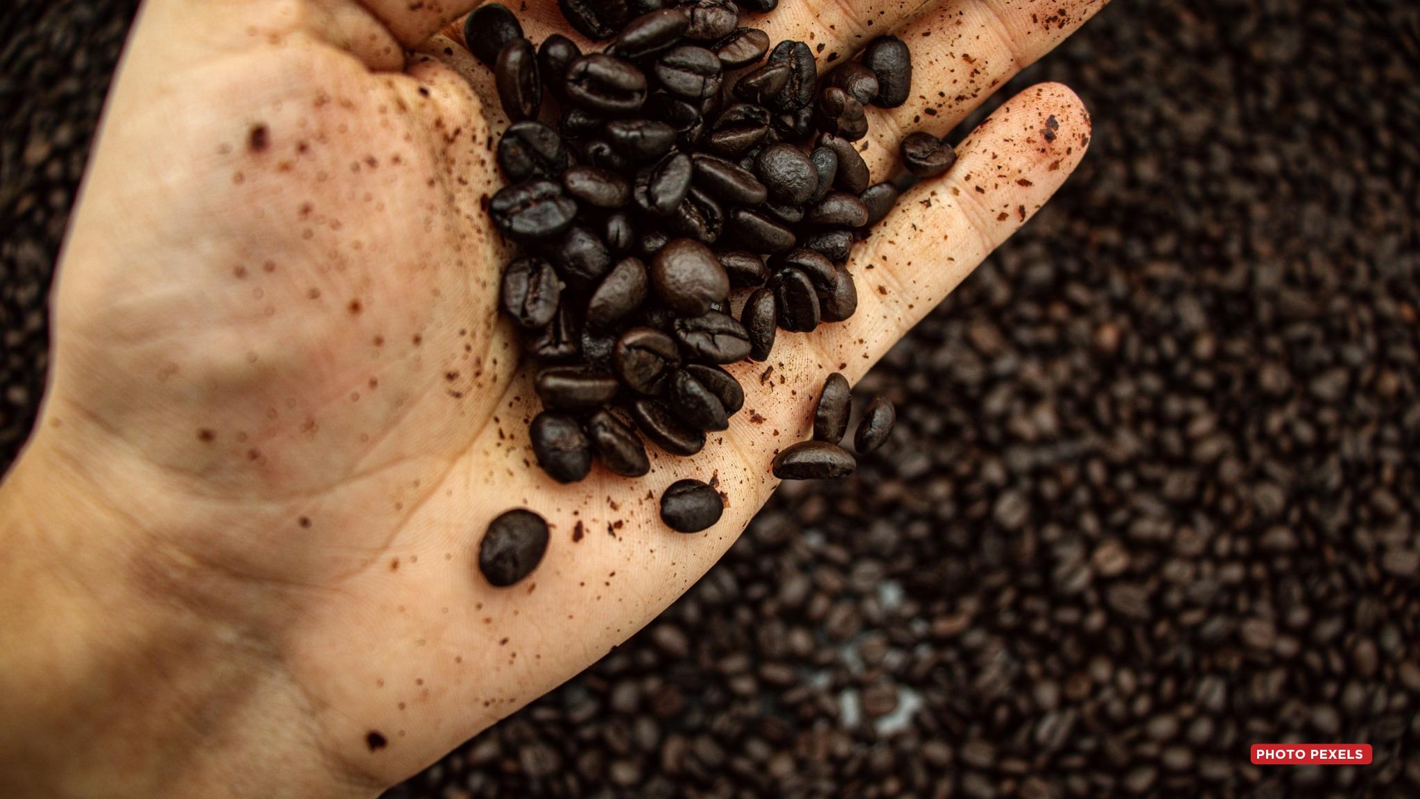 AGRICULTURE – 100 000 hectares ciblés pour relancer la filière café et faire retrouver à Madagascar son statut d’exportateur