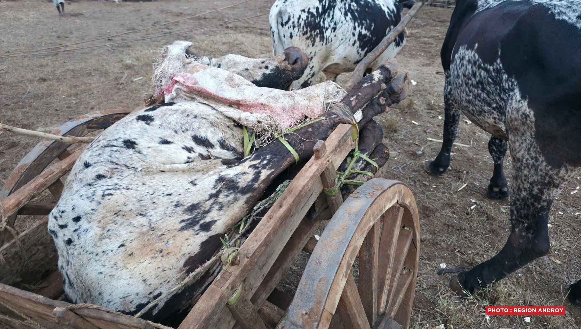 TOETRANDRO – Omby 50 farafahakeliny no maty tany Androy vokatr’ireo rotsakorana nifanesy tany an-toerana