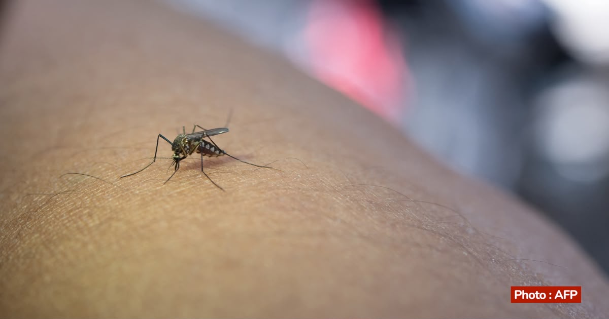OCÉAN INDIEN – Santé Publique France rapporte une hausse des cas de paludisme à La Réunion et évoque une “résurgence régionale”