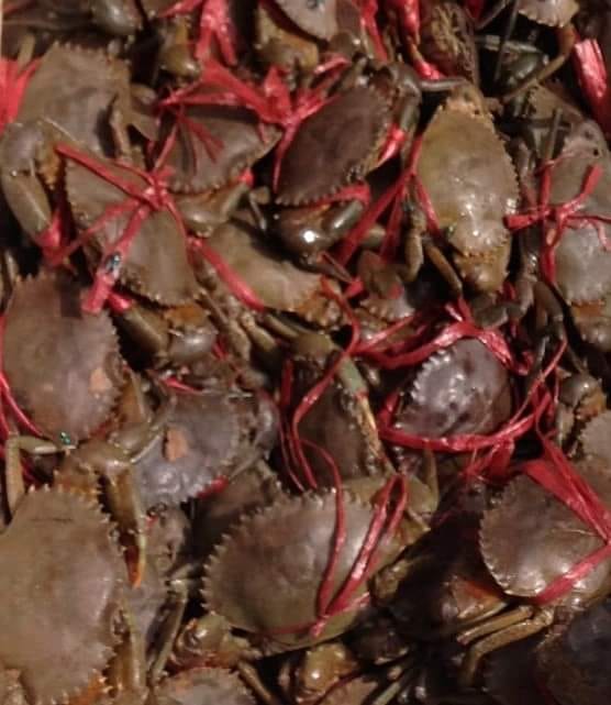 ÉCONOMIE BLEUE – Fermeture de la pêche aux crabes du 16 octobre au 15 décembre, clôture des exportations au 30 octobre