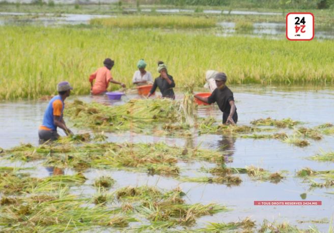 AGRICULTURE – La Tranoben’ny Tantsaha réclame davantage de techniciens agricoles au plus près des producteurs pour les accompagner