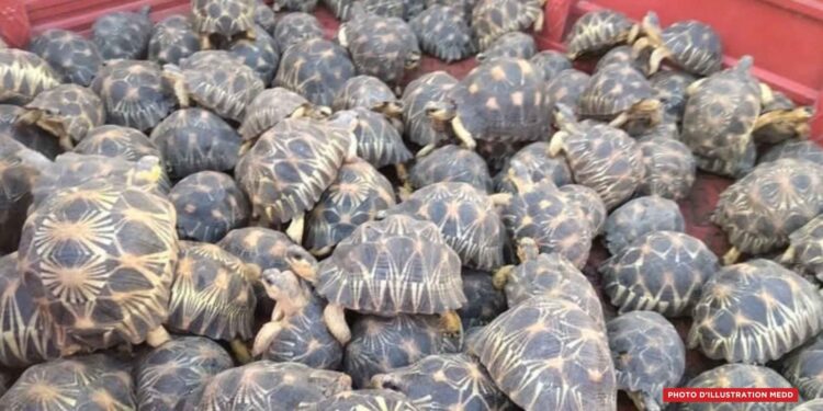 BIODIVERSITÉ – Le WWF alerte sur la dégradation des habitats naturels et le déclin des espèces à Madagascar